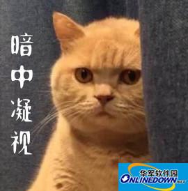 暗中观察猫咪表情包