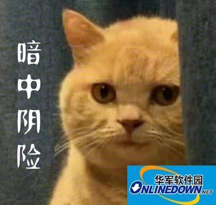 暗中观察猫咪表情包