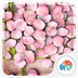 3D花瓣舞-梦象动态壁纸1.2.4