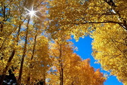 Autumnal Colors Screensaver