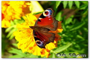 Graceful Butterflies Free Screensaver