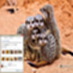 Meerkats Windows 7 Theme