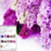 Lilac Flowers Windows 7 Theme