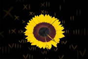 Sunflower Clock screensaver段首LOGO