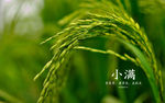 小满字典