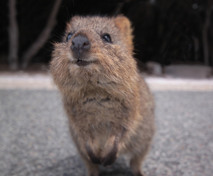 Quokka