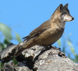 Wolfbird