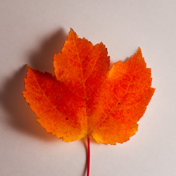 AutumnLeaves