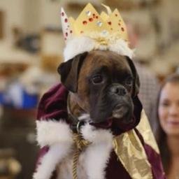 Boxer